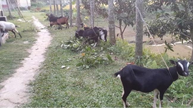 goat korbani