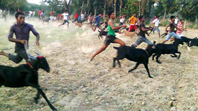 goat race 1