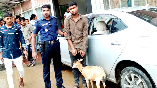 goat theft in private car