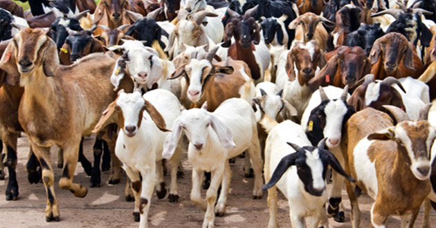 goats in road