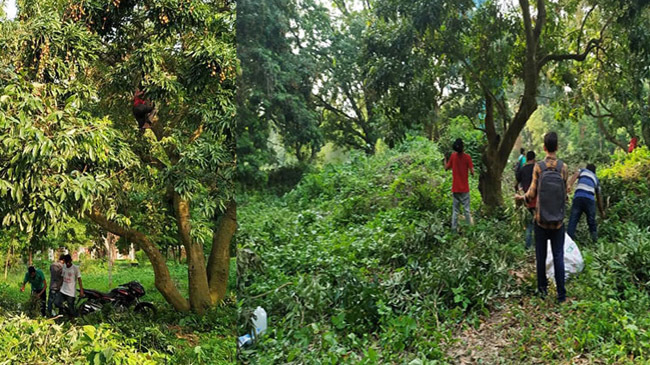 godagari litchi garden