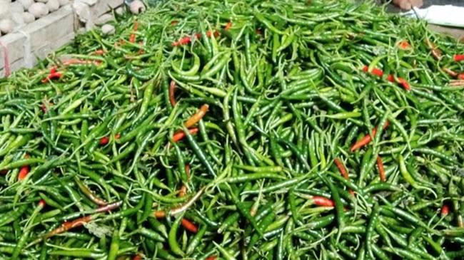 green chilli 2
