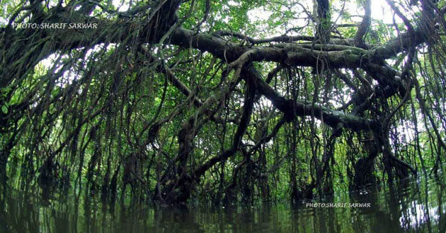 green forestry
