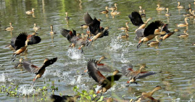 guest birds at jahangirnagar university