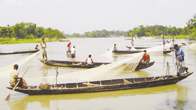 halda fish