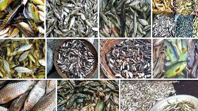 harmful plastic particles in fish