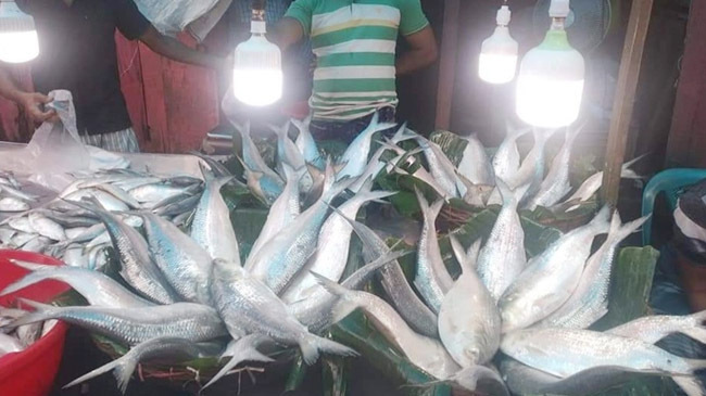 hilsa fish 2k20