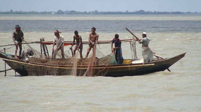 hilsa fish caught