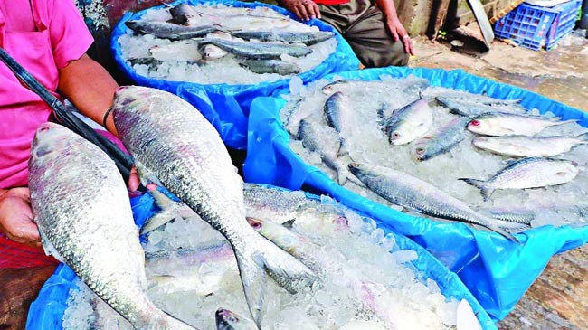 hilsa fish new