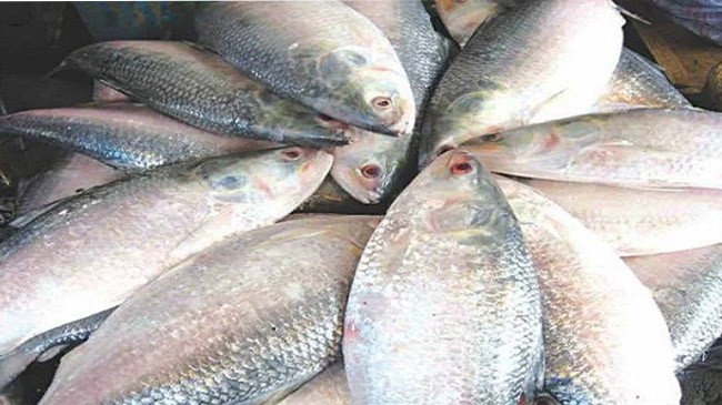hilsa fish pic