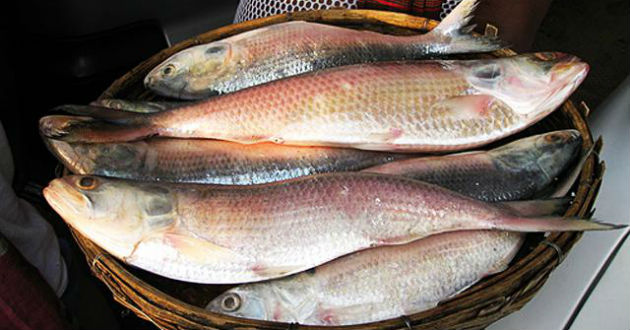 hilsa fish