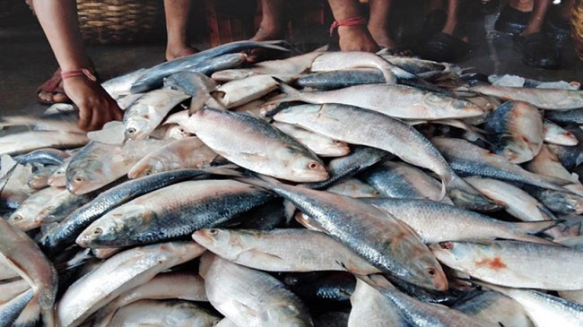 hilsa fish 1