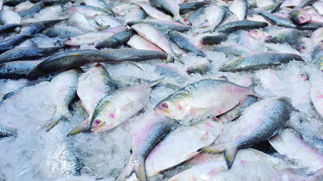 hilsa fish 2