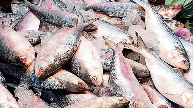 hilsa fish 3