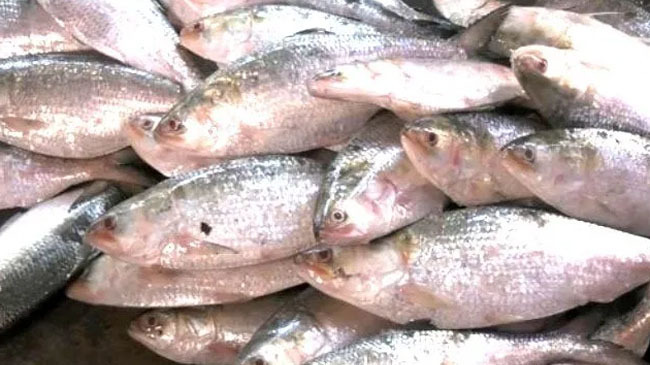 hilsa fish 4
