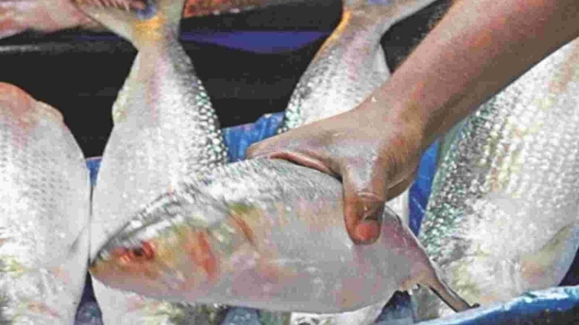 hilsa fish 5