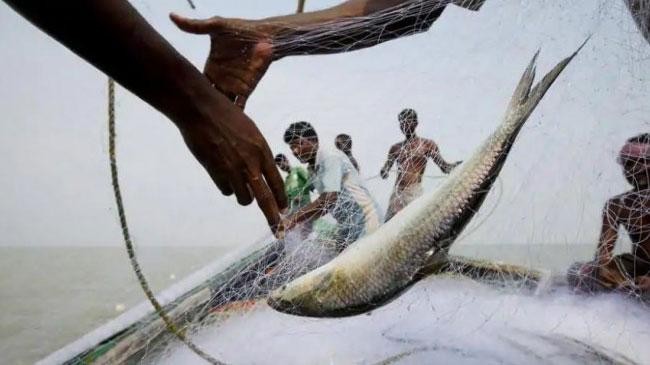 hilsa fishing banned for 22