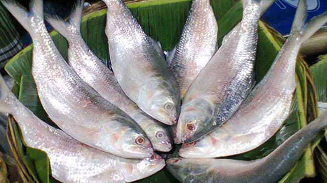 hilsa hunting new