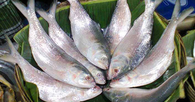 hilsa hunting