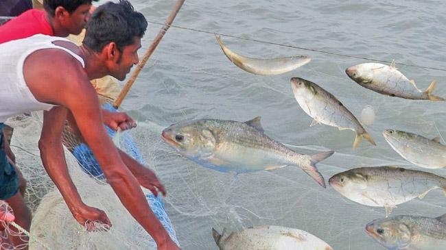 hilsa hunting 1