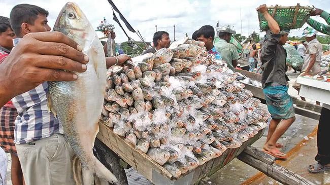 hilsa market