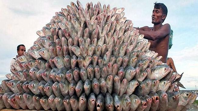 hilsa market 1