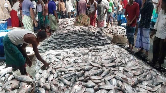 hilsa of chandpur