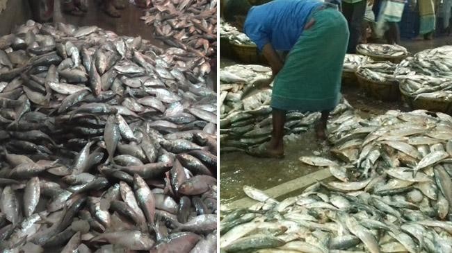 hilsa of chandpur 1