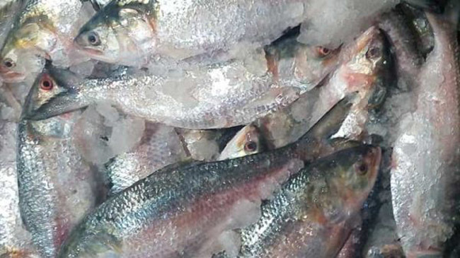 hilsa