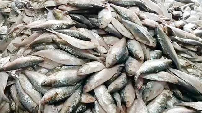 hilsha fish 2 1