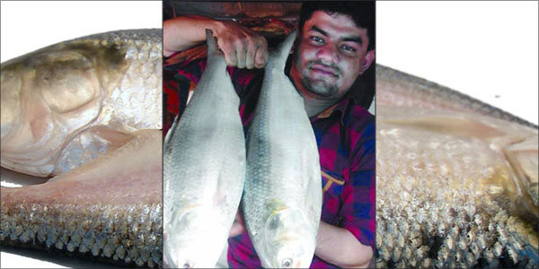 hilsha fish high priced