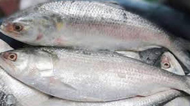 hilsha fish trafficing india