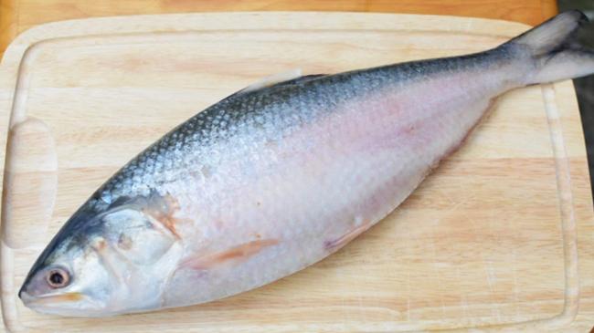 hilsha fish 2