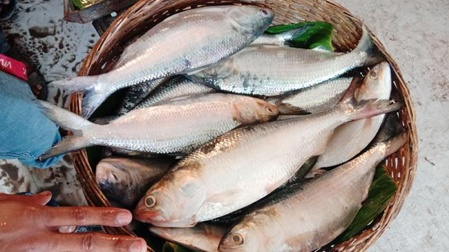 hilsha fish 7