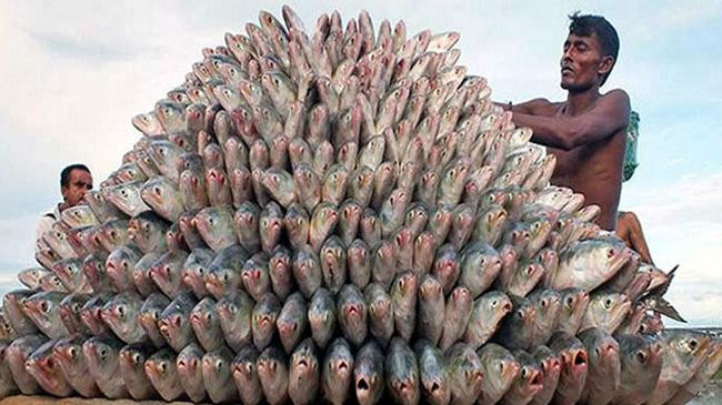 hilsha fish 8