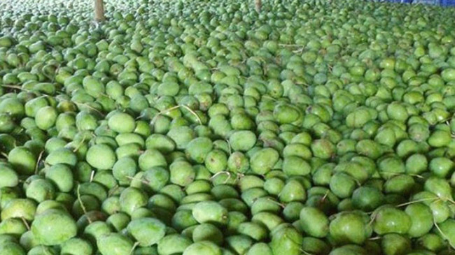 himasagar mango of satkhira 1