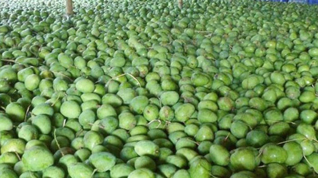 himasagar mango of satkhira 1