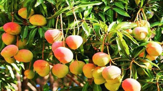 himasagar mango of satkhira
