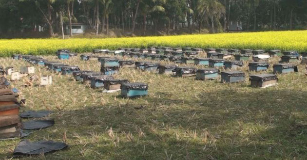 honey accumulation 2