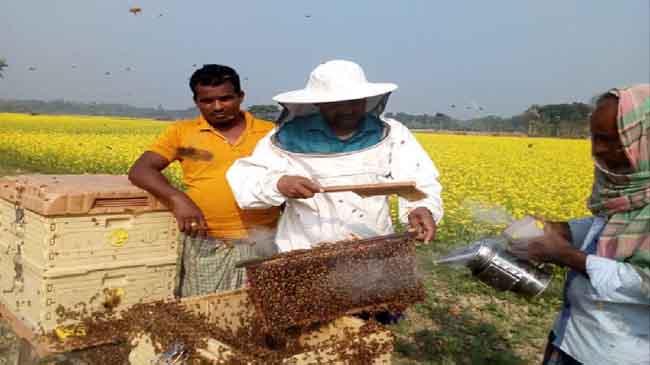 honey cultivate