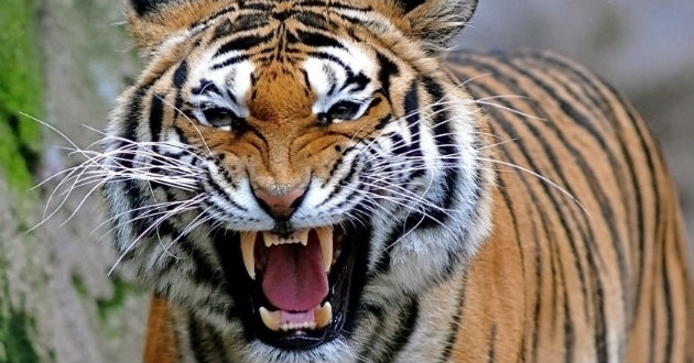honey hunter killed by tiger in sunderban