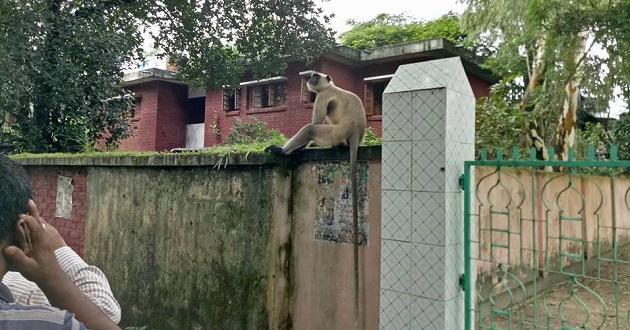 honuman in debiganj