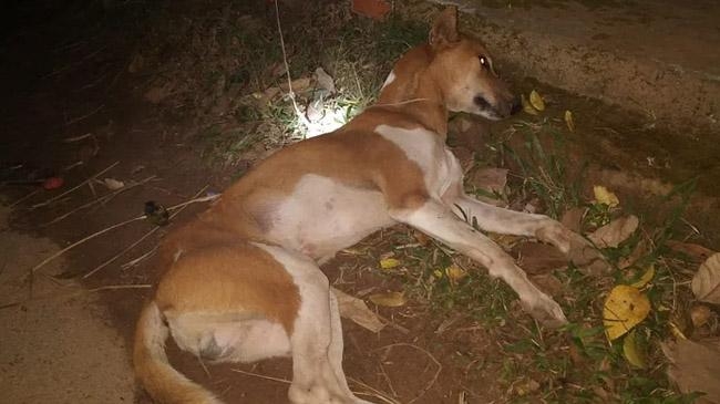 human poison dogs are barking