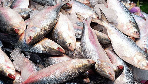 ilish bangladesh