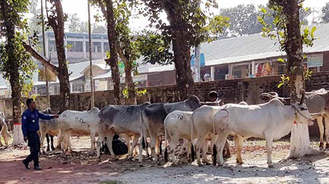 indian cow caught
