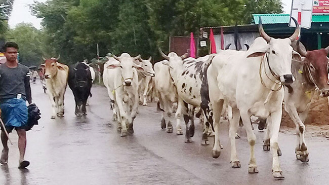 indian cow coming bordering