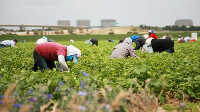 italt workers