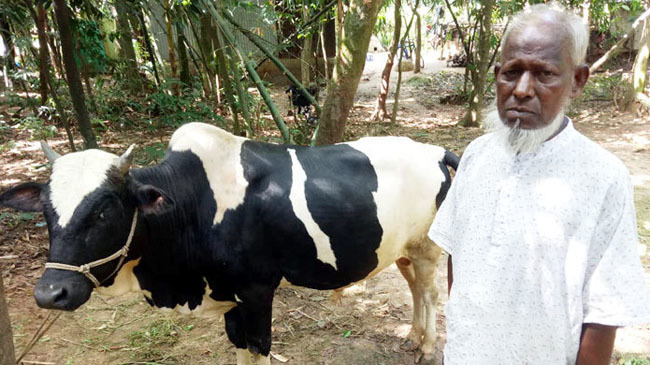 jabed ali sacrifice cow for pm