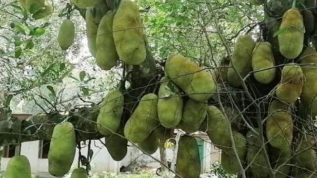 jackfruit