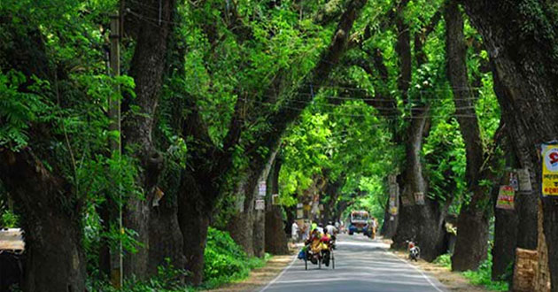 jessore tree